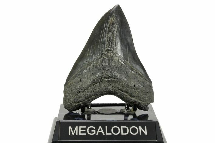 Fossil Megalodon Tooth - South Carolina #365761
